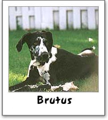 Brutus