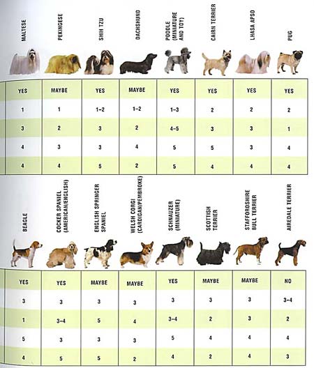 dogs breed pics. Choosing a Dog Breed