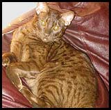 cat-masteryoda2418ith11-04