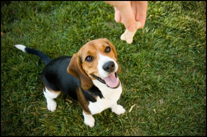 Dog Training Treats