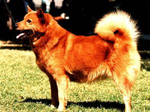 Finnish Spitz - Hound Dogs - Dog Breed Listings Pets.