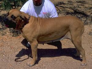 Fila Brasileiro - Working Dogs - Dog Breed Listings