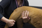 Hip Dysplasia in Dogs