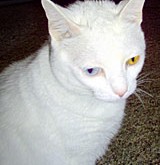 White Cats