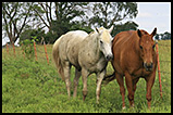 RAO in Pet Horses