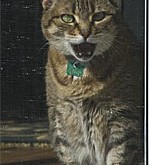 Cat Vocalizations