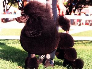 Miniature+toy+dog+breeds+photos