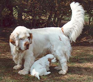 chien clumber spaniel