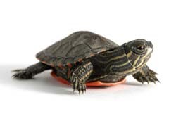 Turtles as Pets