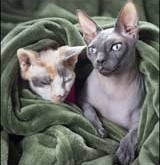 Hairless Cats – Pet tip 145