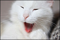 Bad Breath in Cats – Pet tip 189