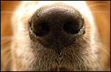 Dog Noses – facts and myths – Pet tip 115