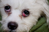 Cherry eye in dogs – Pet tip 122