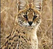 Pet Servals – Pet tip 208