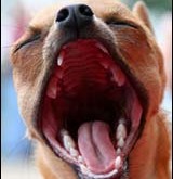 Yawning and Blinking in Dogs – Pet tip 217