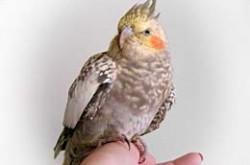 Egg Binding in Birds