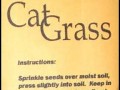 Cat Grass Seeds