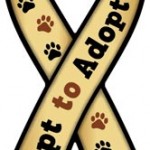 Opt to Adopt Ribbon Magnet