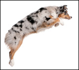 Correcting Jumping Dogs