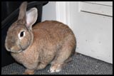Hair Loss in Rabbits
