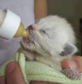 Caring for Newborn Kittens
