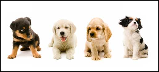 dog breeds