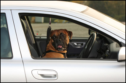 Seat belts for dogs