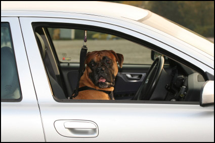 Seat belts for dogs Seat belts for dogs