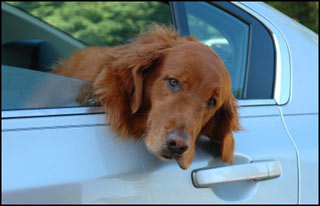 Dog constantly crying in the car