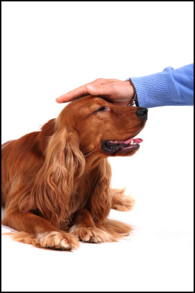 Letting strangers pet your dog Letting strangers pet your dog