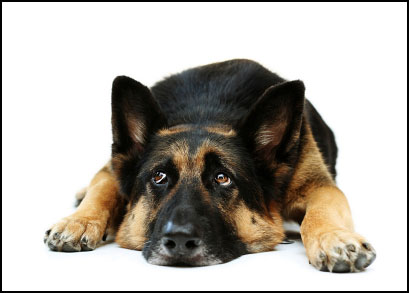 Potty Training Dogs Potty Training Dogs