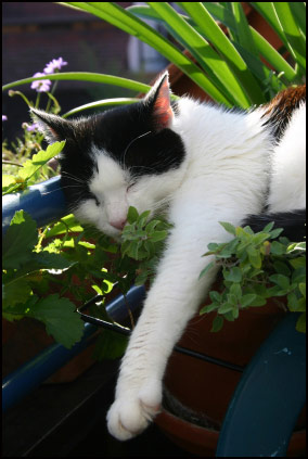 Catnip