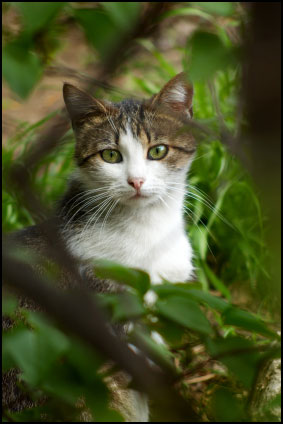Roaming cats can be a problem Roaming cats can be a problem