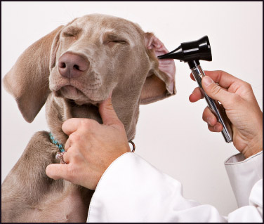 3 signs of canine ear infections