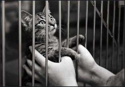 Finding Lost Cats Finding Lost Cats