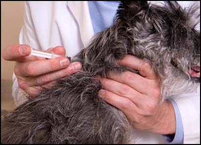 50 – Vaccinating dogs – Interview with Dr. Lee