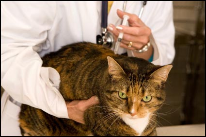 51 – Vaccinating cats – Interview with Dr. Lee