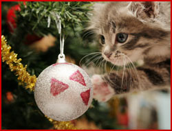 45 – Holiday hazards for cats & dogs – Pet podcast – Interview with Dr. Lee 45 – Holiday hazards for cats & dogs – Pet podcast – Interview with Dr. Lee