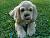 spanielmom's Avatar