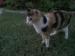 mreow's Avatar