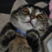KelseyL's Avatar
