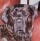 Bugsy's Avatar