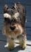 schnauzerlove's Avatar