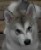 yoda900_ca's Avatar