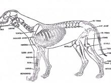 First Aid for Dogs First Aid for Dogs