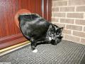 Two stone fat cat put on strict diet after getting wedged in his flap Two stone fat cat put on strict diet after getting wedged in his flap