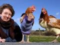 Hens Wearing Sweaters Hens Wearing Sweaters