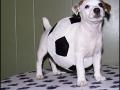 Pets in costumes for Halloween Pets in costumes for Halloween