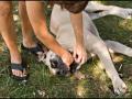 Emergency aid for your cat dog or other pet Emergency aid for your cat dog or other pet