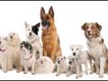 The right breed of dog for you is… The right breed of dog for you is…